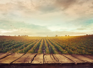 Vineyard in autumn