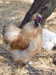 Beautiful unusual rare breed rooster