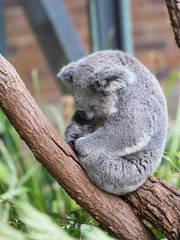 funny koala sleeps, Australia