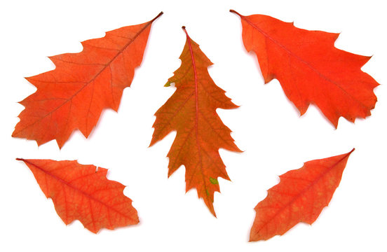 Collection of red oak leaf isolated on a white background