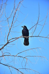 Raven on a bare tree
