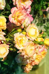 Yellow roses.