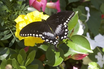 Black Butterfly