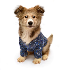 Young puppy dog wearing a fashionable sweater