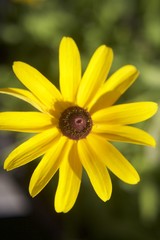 Yellow Wildflower