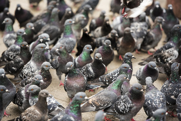Crowd of birds at the Piazza San Marco  in Venice