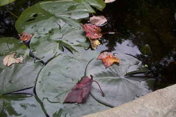 Lily Pad and Leaves