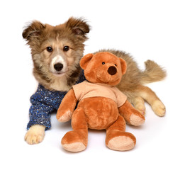 Beautiful cute puppy dogs and teddy bear