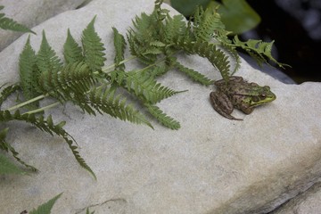 Green Frog and a Fern