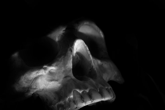 Skull / Close up of old and dirty skull on dark background. Black and white tone.