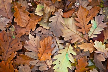 Fallen Autumn Leaves