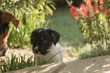 tricolor jack jussell terrier puppy 6 weeks old 