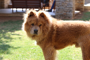 chow chow