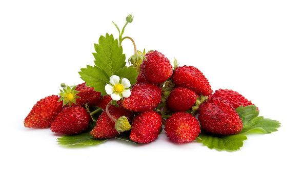 Wild strawberry berries, leaf and flowers  on a white background