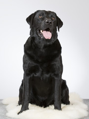 Labrador portrait. Image taken in a studio.