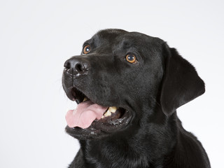 Labrador portrait. Image taken in a studio.