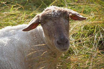 Schafskopf, Studie, wiederkäuend in der Wiese