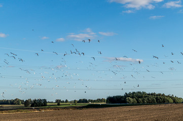 Flock of birds