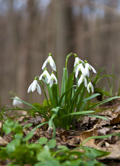 Beautiful snowdrops in forest