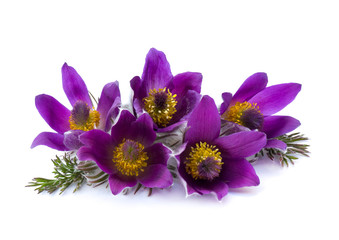 Pasqueflower, (Pulsatilla vulgaris) on white background