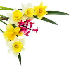 Bouquet of white and yellow narcissus and pink hyacinth on white background with space for text