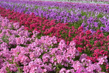 A field filled with differently coloured flowers