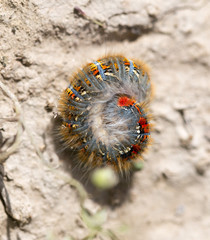 caterpillar on the ground in the nature close-up