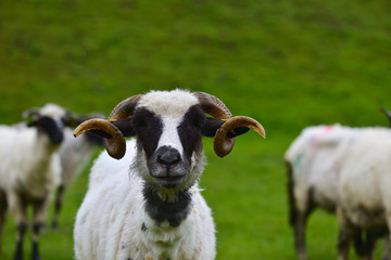 Obraz premium Horny ram on the meadow