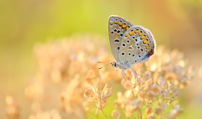 butterfly outdoor (polyommatus icarus)
