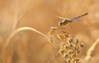 dragonfly outdoor