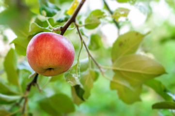 Red apple on apple tree branch.