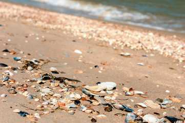 Beautiful beach with sunrise background. Focus on sea shell.