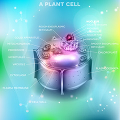 Plant Cell structure, cross section of the cell detailed anatomy