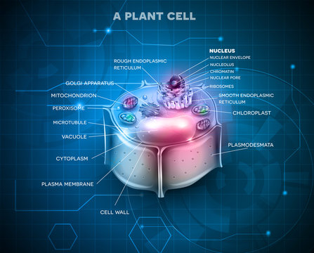 Plant Cell anatomy scientific background