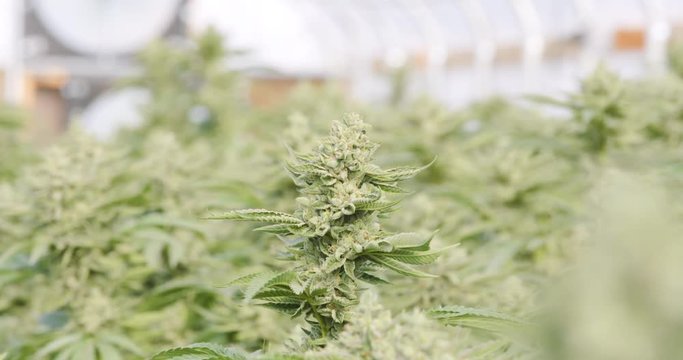 Focus on Single Cannabis Marijuana Plant in Sea of Green Growing Commercially in a Warehouse or Greenhouse