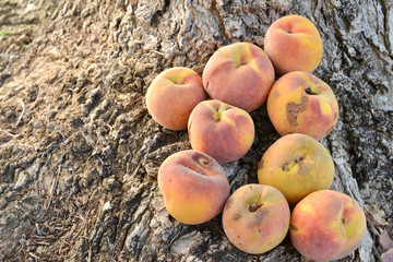 Yellow peach harvest