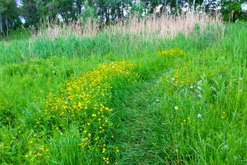 Footpath on a wildflower meadow