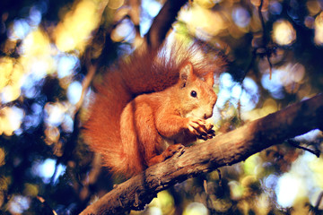 Wiewiórka siedząca na drzewie i jedząca orzecha włoskiego o poranku w pięknym tle 