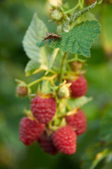 Stink bug on the leaf of raspberry