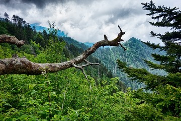 scenes along appalachian trail in great smoky mountains
