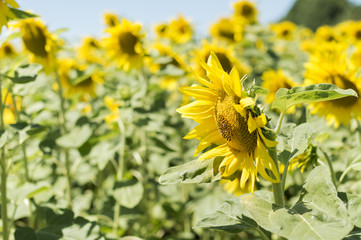 Sunflower flowers on a sunny day
