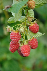 September branch of raspberry