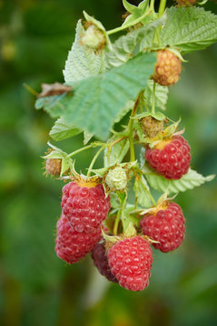 September branch of raspberry