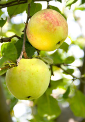 Apple tree with ripe fruits
