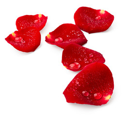 Red rose petals with drops of water