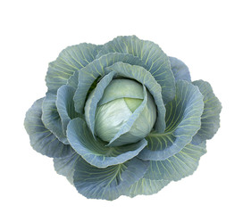 Fototapeta premium Cabbage on white background