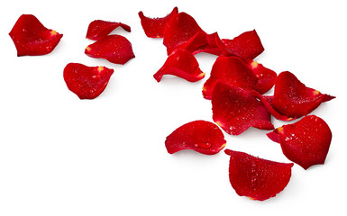 Rose petals with drops of water