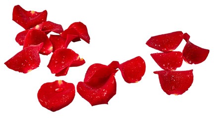 Obraz premium Różani płatki z kroplami odizolowywać na białym tle woda