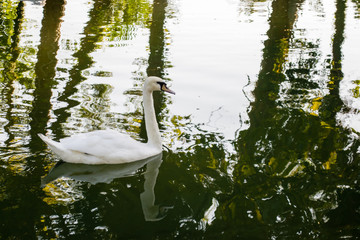 swan bird lake white