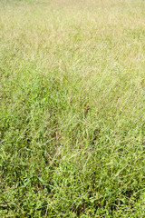 Seamless picture of weeds field